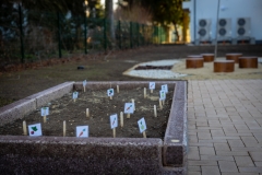 szedreskert_bolcsode_BZ_0977