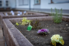 szedreskert_bolcsode_BZ_0983